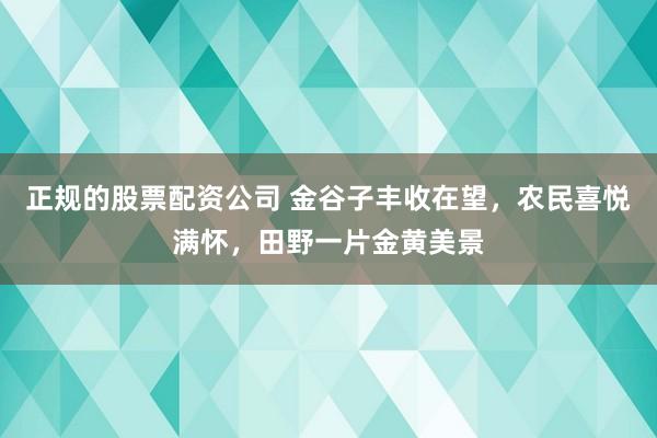 正规的股票配资公司 金谷子丰收在望，农民喜悦满怀，田野一片金黄美景